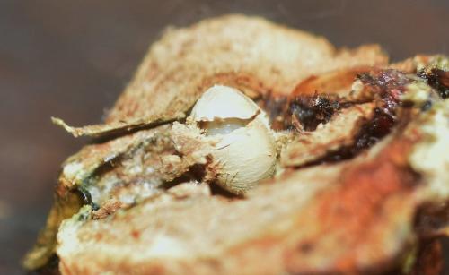 Réf. 347 524 : Andricus quercuscalicis